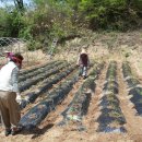 숲속의하얀집 이미지