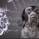 좋은 친구들 동물병원 이미지