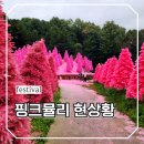 원주허브팜식물박물관 | 경기도 축제 포천 근처 볼거리 허브아일랜드 핑크뮬리 개화상황 후기