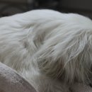 새롬애견 이미지