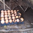 토종닭농장 이미지