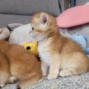 보보캐터리 이미지