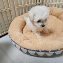 도그마루 강아지 고양이 동탄점 이미지