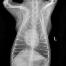 탑벳 동물병원 이미지