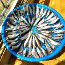 [오늘입찰] 전어(자연산),물오징어大 이미지