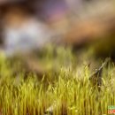 그루터기 이미지