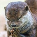 메이플피시 이미지