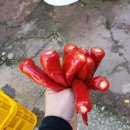 동처농장 이미지