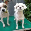 푸른펫살롱 이미지