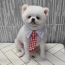 뽀대난 멍냥이 이미지