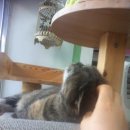 리즈동물병원 이미지