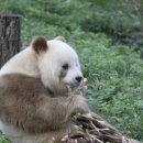 판다곰 이미지