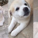 멍멍이발바닥 이미지