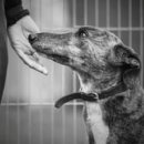 The Cats & Dog 이미지