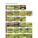 한국나비