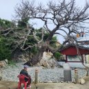 대본1리 이미지