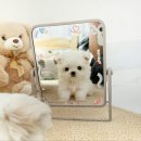 꽃강아지 네이버블로그