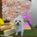 인물나개 이미지