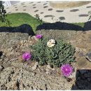 프라우드 제주 이미지