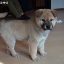 금복농장 네이버블로그