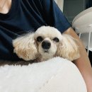 윤정정육점