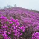 제113차 밀양 종남산 이미지