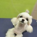 로즈펫살롱 이미지