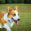 힐링페츠동물병원 이미지