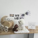 사랑애견펜션 이미지