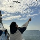 섬마을민박 | [입파도] 반려견과 섬여행/낚시여행 네번째 입파도 섬마을민박 방문 후기