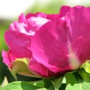 에스라인 이미지