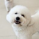 쉐이크테일 강아지 애견 유치원 호텔 미용 이미지