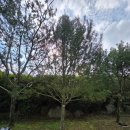 CU 벽제국군병원점 | 서울시립공원묘지 근처 갈비맛집 정원갈비 고양점 재방문후기