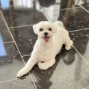 엘로이펫(L.ROYpet) 이미지