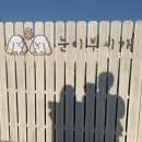 눈이부시개 이미지
