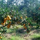 영현농장 이미지