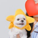댕댕이뽀샵 | 대전 둔산동 셀프사진관 테이크어픽쳐 셀프사진 촬영 후기 📸