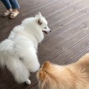 호반애견훈련소 이미지