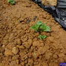 대풍농장 이미지