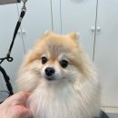 마마펫살롱 이미지