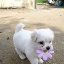 아기강아지 이미지