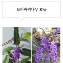 보라싸리나무 효능 이미지