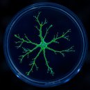 (주)바이넥스 | 에스바이오메딕스, 주가 흐름과 기업 가치를 바라보는 개인적인 투자 관점