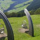 보길도낙지 이미지