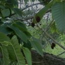 자연오리 이미지