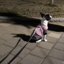 엘레강스펫샵 | 강아지샴푸추천 강아지피부병에도 걱정없이 사용 가능한 엘레강스 워터리스 워시