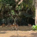 쌍봉농장 | 아빠랑 다섯살 아이랑 둘이서 꿀잼 광저우 여행 3부 - 아시아 최대크기 동물원 침롱 사파리파크 포함 후기