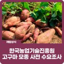 울산광역시농업기술센터 | 한국농업기술진흥원 2025년 보급 고구마 모종 사전 수요 조사