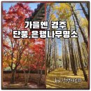 하늘비단마을(도리) | 불국사에서 도리마을까지, 경주 단풍 은행나무 명소 총정리!