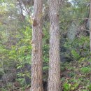 산막이옛길 주차장 이미지